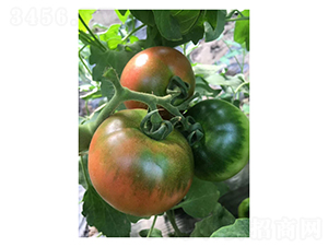 ����PT1208-���ѷN��-��V�r�I(y��)