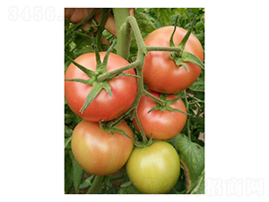 ����PT328-���ѷN��-��V�r�I(y��)