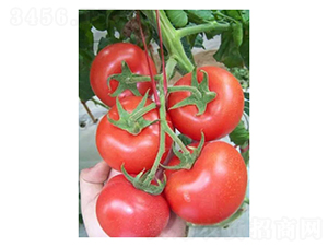 ���-���ѷN��-��V�r�I(y��)