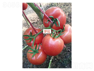 �_��-���ѷN��-��V�r�I(y��)