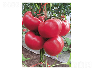 �ҵ�-���ѷN��-��V�r�I(y��)