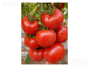 ���Sɭ-���ѷN��-��V�r�I(y��)