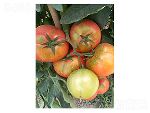 �W��˹��-���ѷN��-��V�r�I(y��)