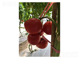 SV4424TH-���ѷN��-��V�r�I(y��)