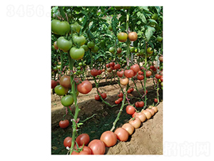 ����3649-���ѷN��-��V�r�I(y��)