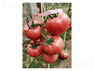 ����3661-���ѷN��-��V�r�I(y��)