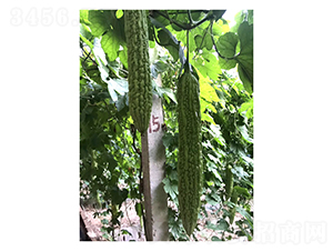 �G��Ԫ-��ϷN��-��V�r(n��ng)�I(y��)