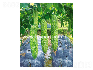 �����-��ϷN��-���؈@ˇ