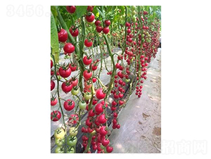 ؐؐ��̖-���ѷN��-�֮���r(n��ng)�I(y��)