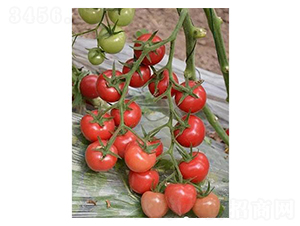 ؐؐһ̖-���ѷN��-�֮���r(n��ng)�I(y��)