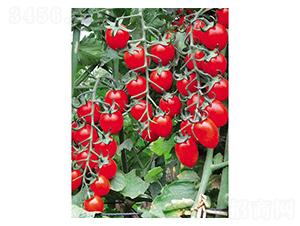 �t����-���ѷN��-�֮���r(n��ng)�I(y��)