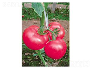 ������̖-���ѷN��-�֮���r(n��ng)�I(y��)