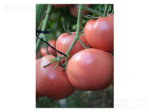 �t��2̖-���ѷN��-�֮���r(n��ng)�I(y��)