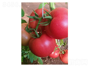 �t��4̖-���ѷN��-�֮���r(n��ng)�I(y��)