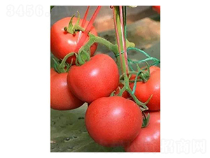 �t��6̖(h��o)-���ѷN��-�֮���r(n��ng)�I(y��)