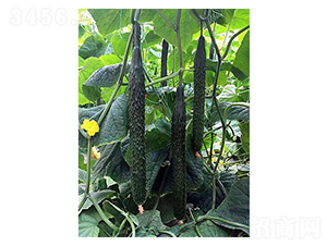 �S��һ̖(h��o)-�S�ϷN��-�֮���r(n��ng)�I(y��)