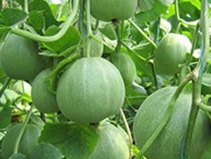 �G��ϷN��-��ϲ�r(n��ng)�I(y��)