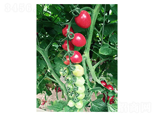 ǧ��-С���ѷN��-��ϲ�r(n��ng)�I(y��)