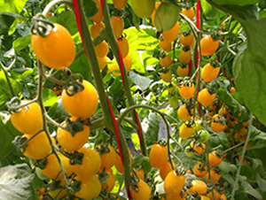 �_��12̖-С���ѷN��-��ϲ�r(n��ng)�I(y��)