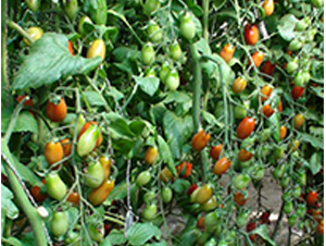 ����409-���ѷN��-��ϲ�r(n��ng)�I(y��)