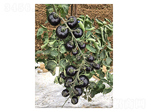 �ڷ��ѷN��-��ϲ�r(n��ng)�I(y��)