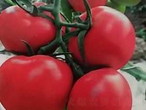 ��t�R�_��-���ѷN��-��ϲ�r(n��ng)�I(y��)