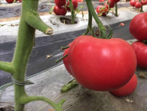 Խ�Č���-��۷��ѷN-��ϲ�r(n��ng)�I(y��)