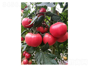 �Wؐ��-���ѷN��-��ϲ�r(n��ng)�I(y��)