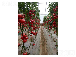 �W����-���ѷN��-��ϲ�r(n��ng)�I(y��)