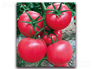 ������-���ѷN��-������