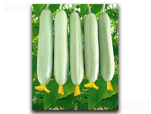 ��֬�S��-�S�ϷN��-�M��N��