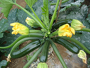 ���Sһ̖(h��o)-�����J�N��-�M��N��