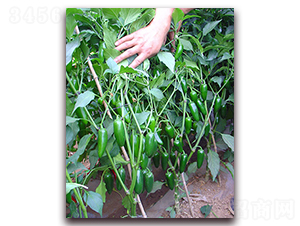 ����һ̖(h��o)-�����N��-�M��N��