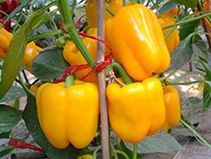 �S���W��-�𽷷N��-�M��N��