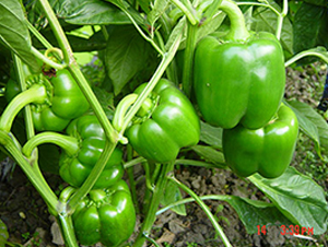 �M��4036��-�𽷷N��-�M��N��