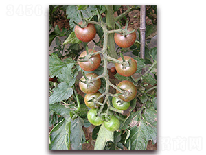 ����һ̖-���ѷN��-�M��N��