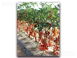 �M��2024���ҷ���-���ѷN��-�M��N��