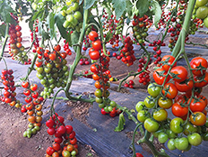 �M��2015���ҷ���-���ѷN��-�M��N��