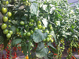 �M��2019���ҷ���-���ѷN��-�M��N��