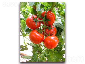 �M��2199����-���ѷN��-�M��N��