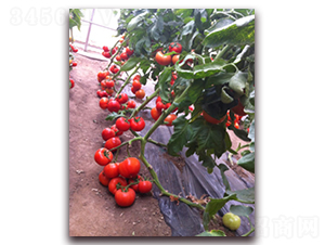 �M��2212����-���ѷN��-�M��N��