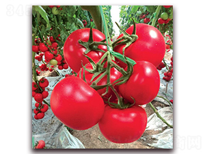 �ݷ�һ̖(h��o)����-���ѷN��-�M��N��