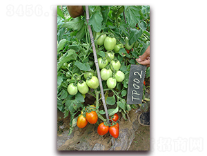 �M��2511����-���ѷN��-�M��N��