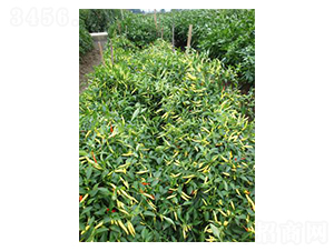 Ұɽ���N��-�r(n��ng)���f