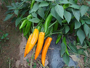 �S��-�����N��-�r(n��ng)���f