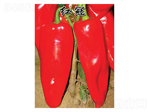 �t��-�ݽ��N��-�r(n��ng)���f