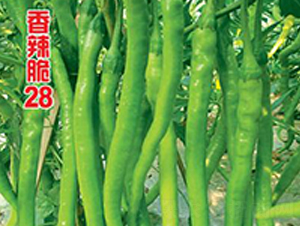 ������28̖(h��o)-�����N��-�r(n��ng)���f