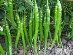 ������9̖(h��o)-�����N��-�r(n��ng)���f