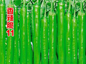 ������11-�����N��-�r(n��ng)���f