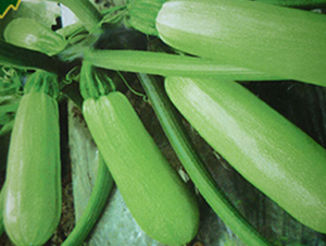 �к�8̖(h��o)�������J�N��-�A�S�N�I(y��)